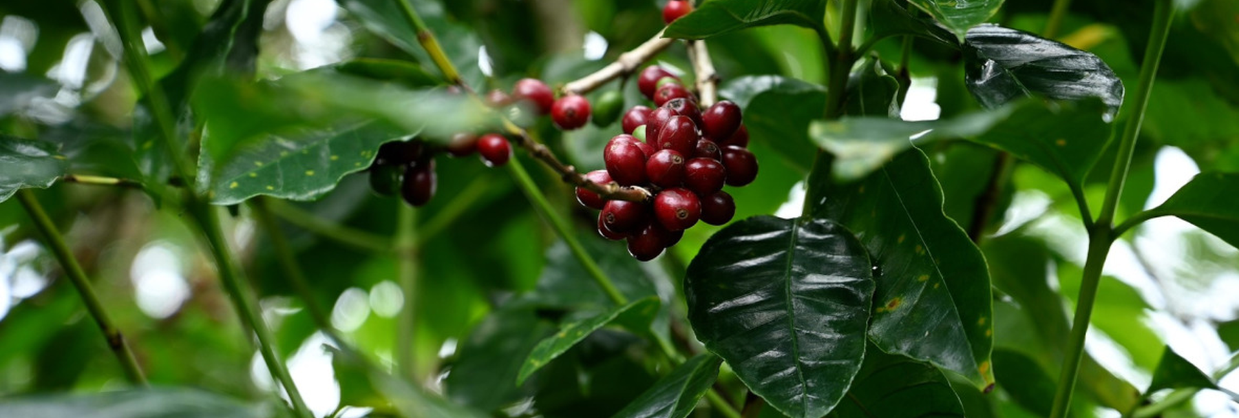 jeune café