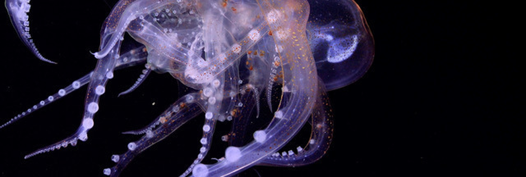 Octopus Odyssey Imagery