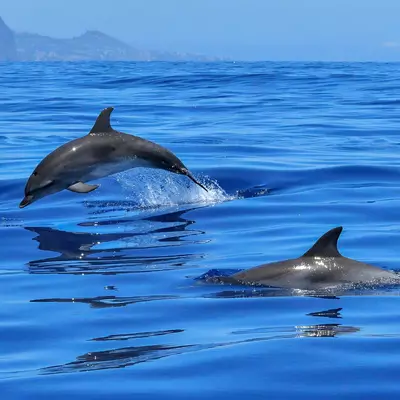 dauphins
