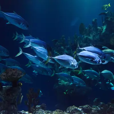 Poisson