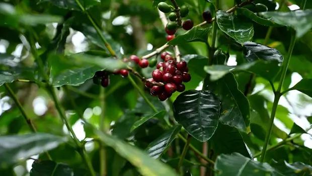 jeune café