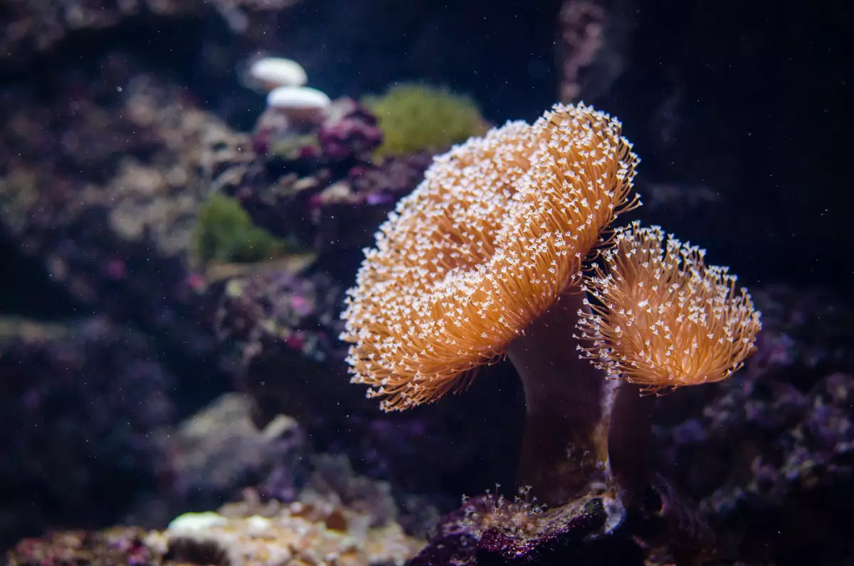corail
