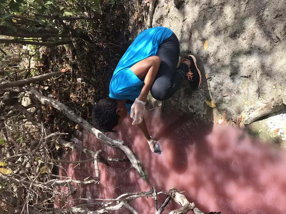 Prélèvement effectuée dans une mangrove rose